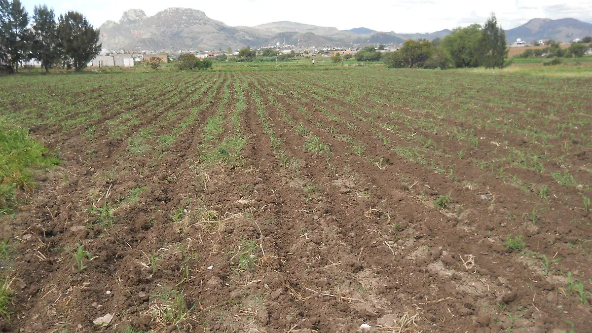 Guanajuato 16 mil hectareas se pierden por falta de lluvias Foto Crescencio Torres (3)